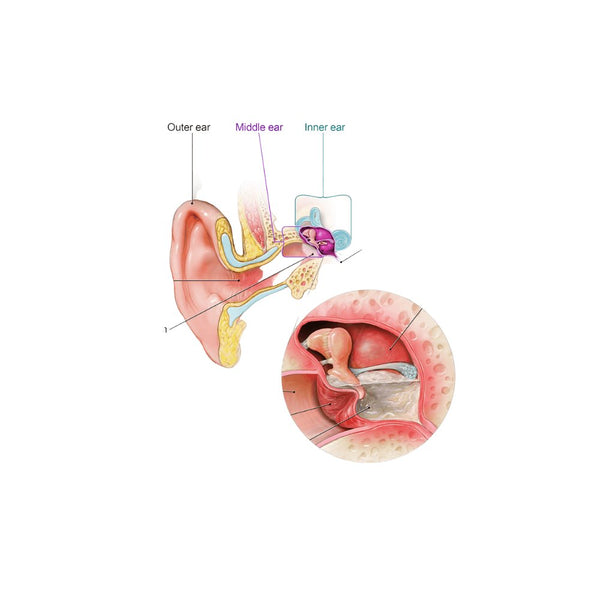 Cauzele, simptomele și tratamentul infecțiilor urechii